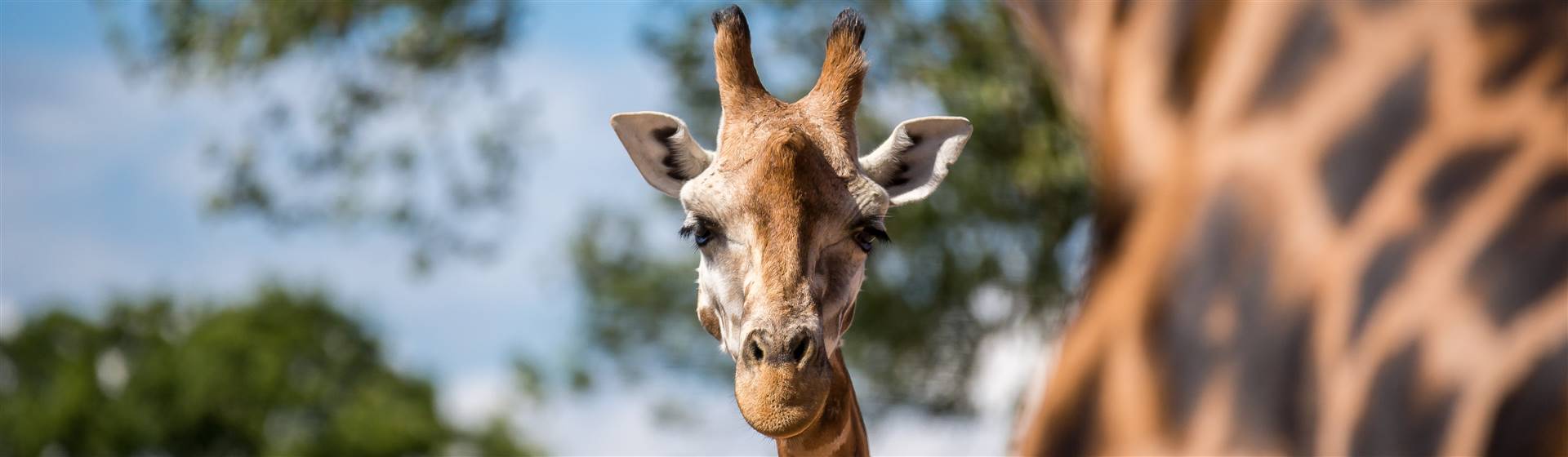 Chester Zoo